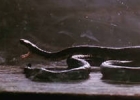 klubkriksnakes-37