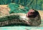 klubkriksnakes-5