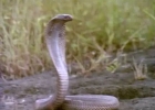 klubkriksnakes-9